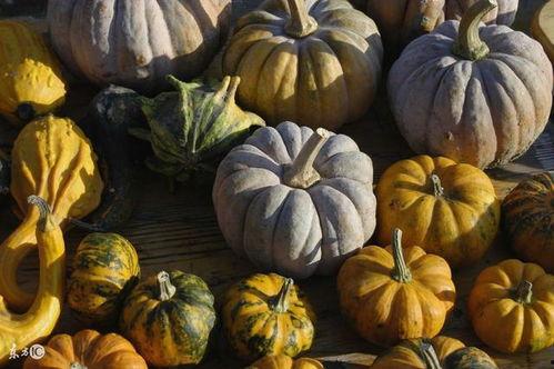 吃瓜网版纳,吃瓜网带你领略热带雨林的独特魅力