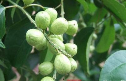 吃瓜爆料小巴豆,吃瓜爆料小巴豆带你探秘明星幕后故事