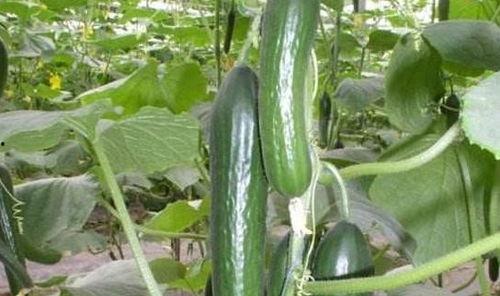 小瓜怎么吃才好消化,轻松消化，美味加分