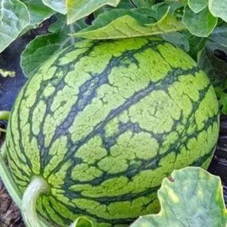 最近可吃的瓜,明星恋情、幕后黑幕大揭秘！