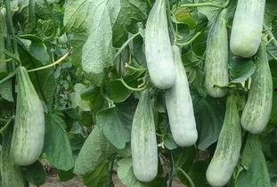 临沂特色吃瓜视频,吃瓜视频里的清凉滋味