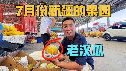 香港人吃老汉瓜,老汉瓜的独特魅力