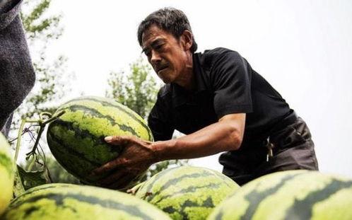 香港人吃老汉瓜,老汉瓜的独特魅力