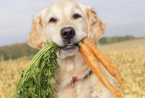 狗吃茭瓜,茭瓜的独特魅力