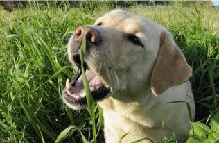 狗吃茭瓜,茭瓜的独特魅力