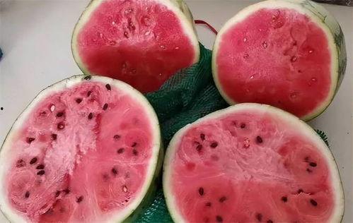 麒麟吃麒麟瓜,传奇瓜果的神秘传说