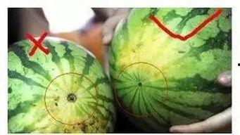 福州协和吃瓜,揭秘校园里的“吃瓜”盛事