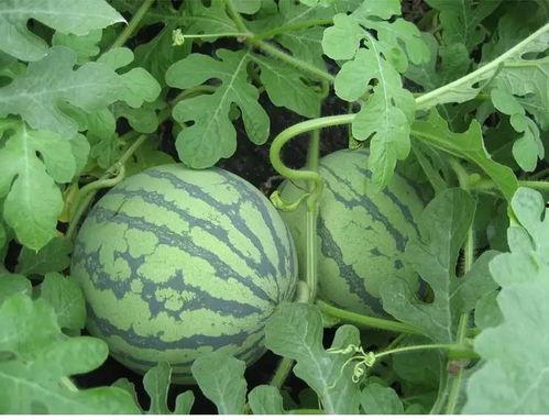 岑岑吃瓜劲爆,揭秘娱乐圈劲爆幕后故事