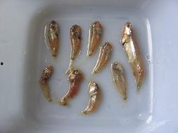 魔方小鱼吃瓜,一场吃瓜引发的奇幻冒险