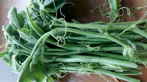 瓜尖不洗可以吃吗,不洗能直接食用吗？