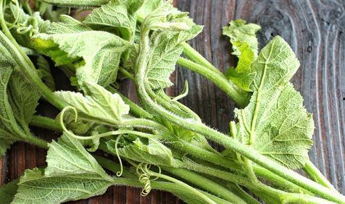 瓜尖不洗可以吃吗,不洗能直接食用吗？