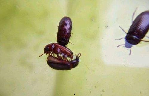 九龙虫吃瓜,一场与瓜果的奇幻之旅