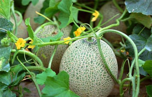 吃瓜系统苏月月,吃瓜系统背后的神秘女子