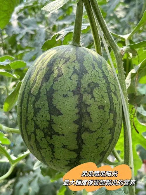 帝瓜能一起吃吗,帝瓜与能一起食用的美味搭配指南