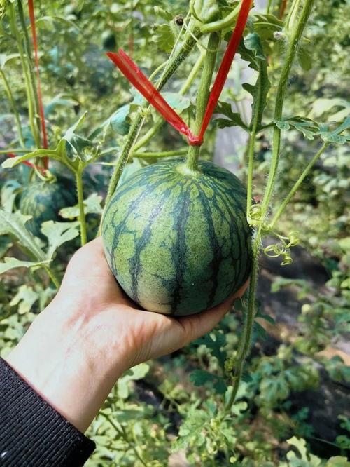 帝瓜能一起吃吗,帝瓜与能一起食用的美味搭配指南