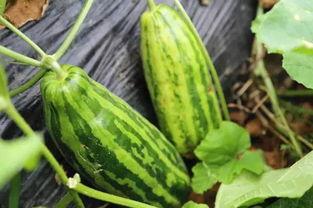 网络上吃瓜意思,揭秘“吃瓜群众”背后的趣味与真相