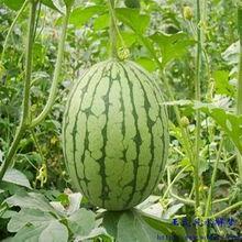 梦见别人吃梨瓜,揭秘梦中他人品尝梨瓜的神秘寓意