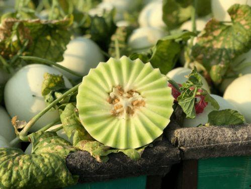 减肥吃玉菇瓜,天然低卡美食，轻松享瘦新选择