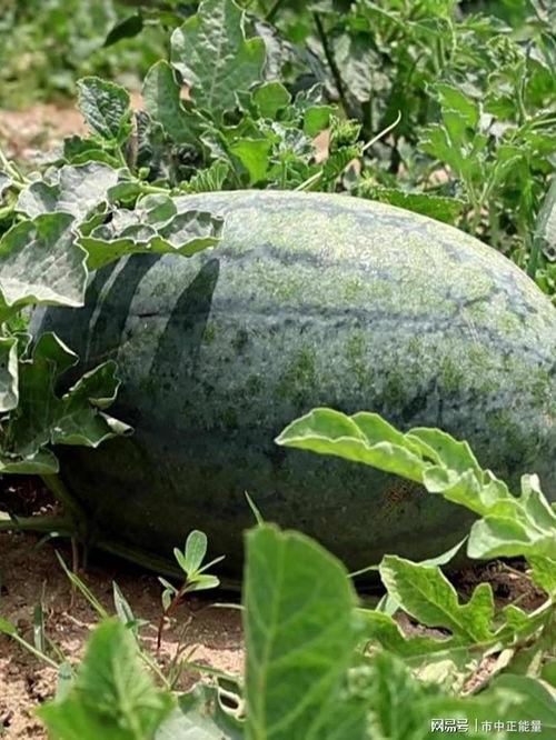 滕州吃瓜微山,探寻美食瓜果的甜蜜之旅