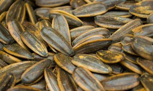 吃瓜子豆瓜着,品味生活的小确幸