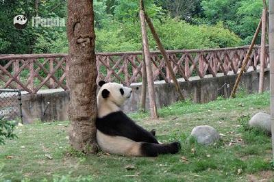 吃瓜看熊猫视频,吃瓜看熊猫，欢乐无限