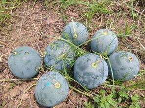 吉水县吃瓜,瓜果飘香，品味田园生活