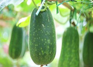 好东西吃瓜,好东西吃瓜，尽享味蕾盛宴