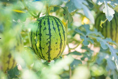 好东西吃瓜,好东西吃瓜，尽享味蕾盛宴