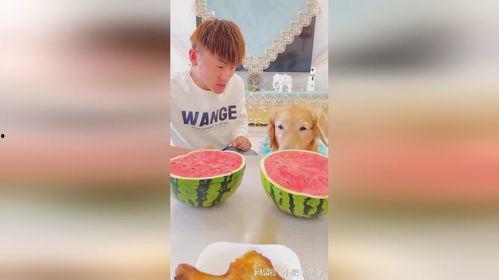 吃瓜大赛背景,揭秘吃瓜大赛背后的狂欢与奥秘