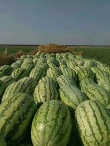 淡水瓜敢吃吗怎么吃,敢吃？这样吃才健康美味！