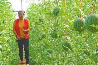 花瓣儿吃瓜,揭秘花界奇闻异事