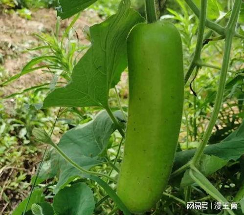 瓠子瓜几月份吃