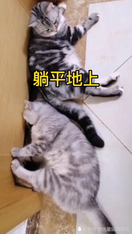 躺平吃瓜是什么意思