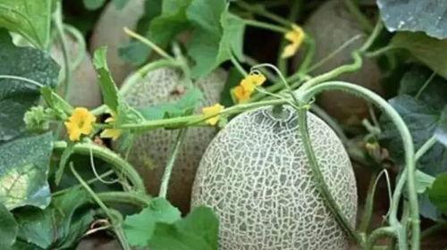 大美吃瓜了,揭秘娱乐圈幕后故事