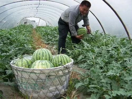 喜欢吃脆瓜还是沙瓜好,脆瓜与沙瓜的口感对决，你更偏爱哪一种？