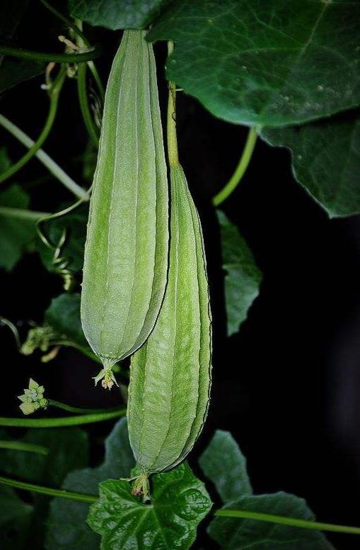 吃八棱瓜,探寻传统美味的新篇章