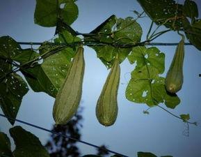 吃八棱瓜,探寻传统美味的新篇章