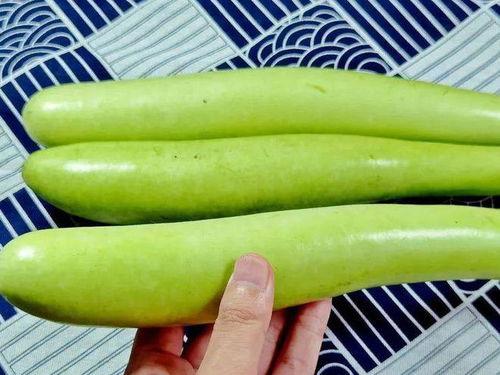 瓠子瓜几月份吃,夏季美味尽享