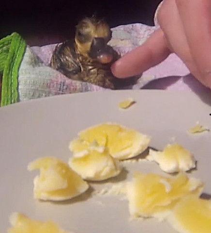 网友吃瓜重咸口味,网友吃瓜新潮流