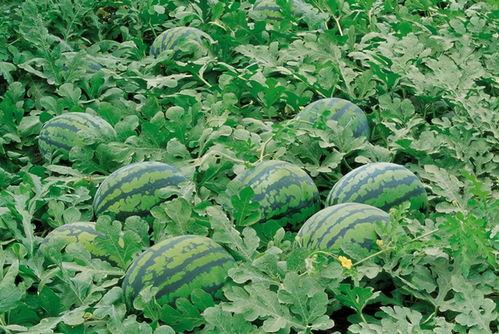 吃瓜系统满朝,揭秘满朝风云，带你领略宫廷百态