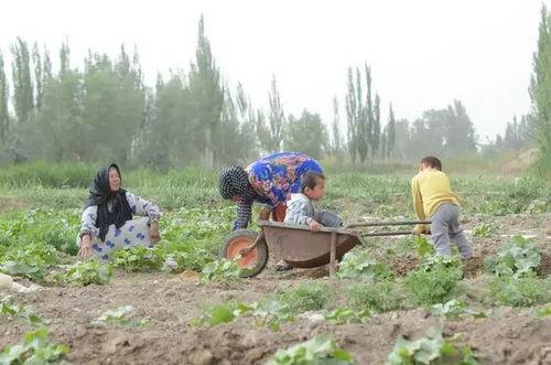 马帮沙漠吃瓜后续,探寻神秘瓜果背后的传奇故事