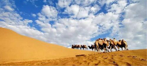 马帮沙漠吃瓜后续,探寻神秘瓜果背后的传奇故事