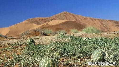 马帮沙漠吃瓜后续,探寻神秘瓜果背后的传奇故事