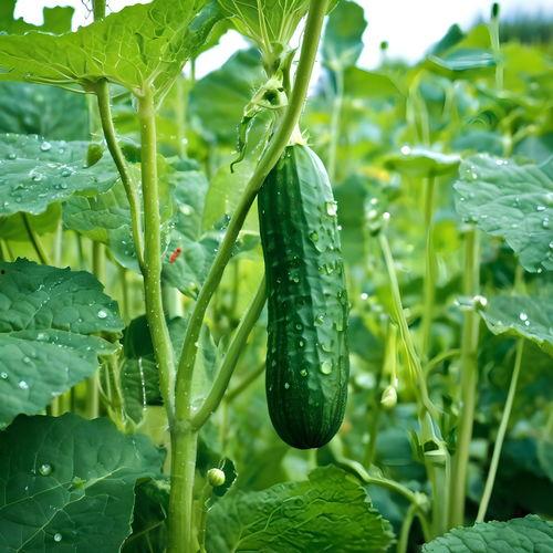 情侣田野吃瓜头像高清