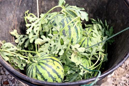 吃瓜菀菀,揭秘娱乐圈幕后故事