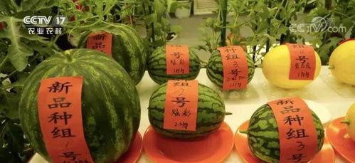 云瓜能晒干吃吗怎么吃,探索美味晒干云瓜的多样吃法