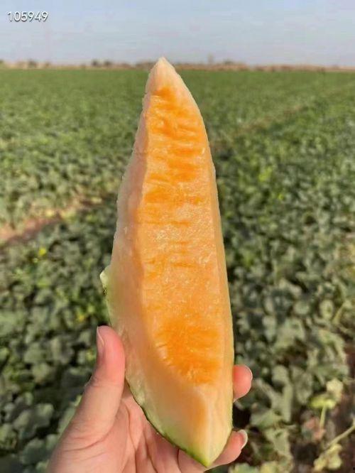 云瓜能晒干吃吗怎么吃,探索美味晒干云瓜的多样吃法