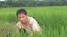 美女回老家吃瓜,美女回乡体验乡村“吃瓜”乐趣