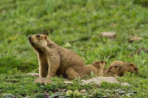 吃瓜雪憨憨,网络热词背后的趣味与思考