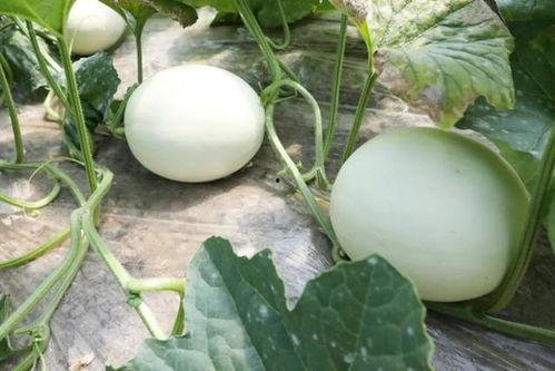 玉菇瓜如何吃,探索美味与营养的完美融合